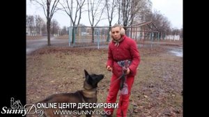 Как научить щенка команде "Голос"? Учим собаку лаять по вашей команде!