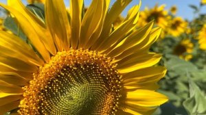 Подсолнухи в 4k