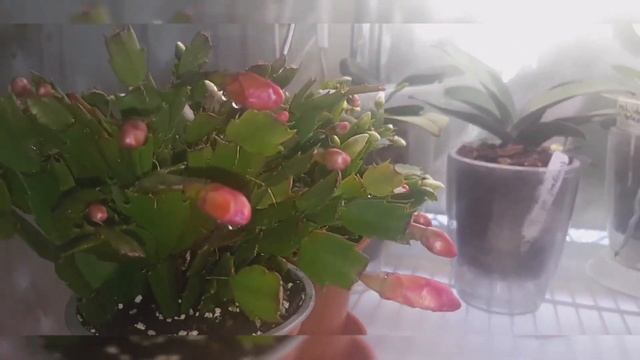 2023.01.03. Schlumbergera (January '23 ) смотреть онлайн
