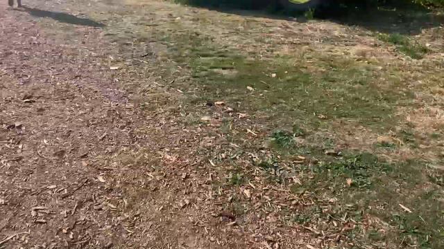 LIFE  IN  VANCOUVER. ЖИЗНЬ  В  ВАНКУВЕРЕ. фестиваль подсолнухов 🌻 Richmond Sunflower Festival