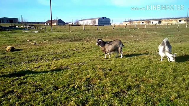 Лето среди зимы. Прогулка с козами. смотреть онлайн