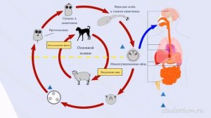 Эхинококк. Строение и жизненный цикл эхинококка. Примеры решения заданий