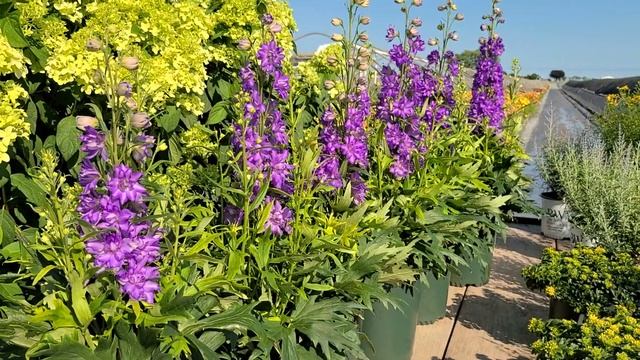 Delphinium DELGENIUS® Breezin // NEW & Promising Series Of Delphiums That We Are TRIALING Now!