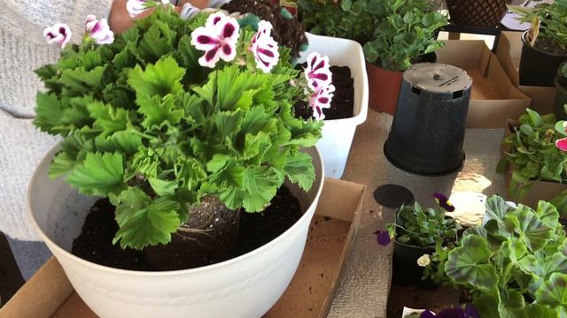 ¿Como transplantar y cuidar los pelargonios? смотреть онлайн