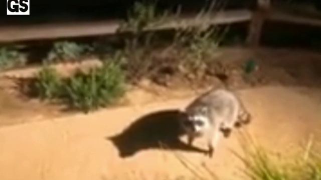 #еноты#воришки#жулики смотреть онлайн