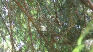 Изготовление деревянных граблей для сена.  Часть 2