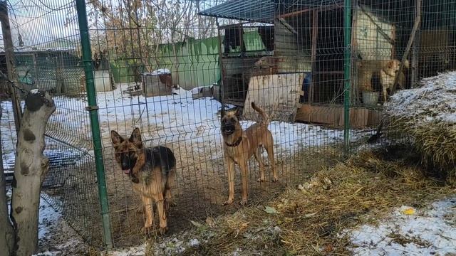 Везу собачкам вкусняшки от нашего канала смотреть онлайн