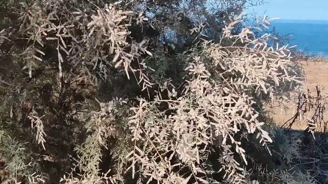African Tamarisk (Tamarix africana) | Bruka смотреть онлайн