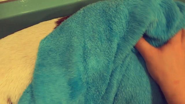 Груминг собаки в домашних условиях. смотреть онлайн