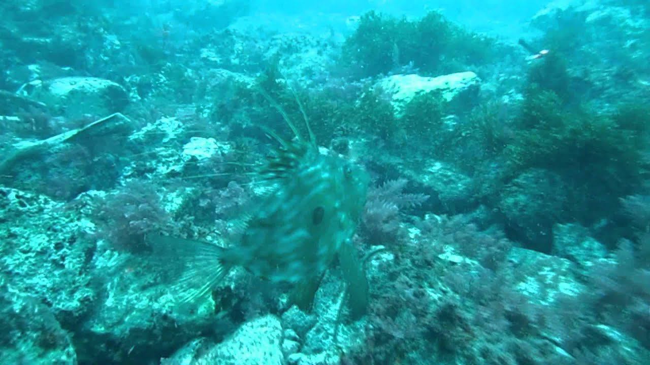 Солнечник и морской петух.mp4 смотреть онлайн