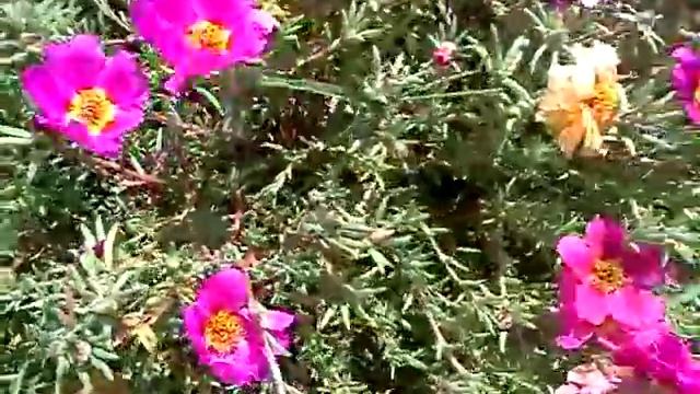 Цветы "полуденный жар" смотреть онлайн