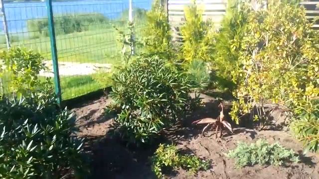 Армированные клумбы с защитой от сорняков смотреть онлайн