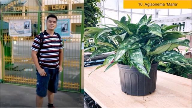 22 na mga Aglaonema Varieties or Chinese Evergreen Varieties смотреть онлайн