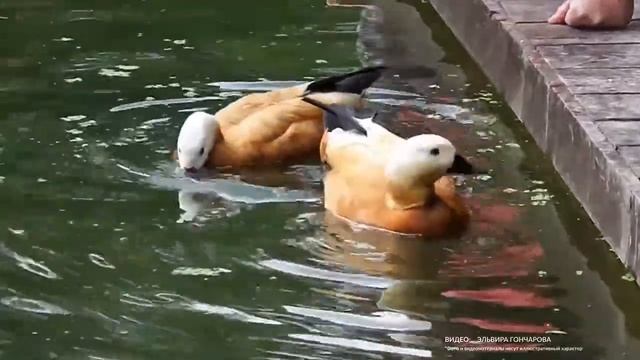 Первую пару красных уток заметили в «Аптекарском огороде» смотреть онлайн