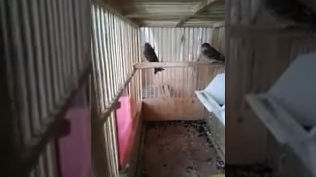 Разведение канареечных вьюрков и чижей 2018 смотреть онлайн