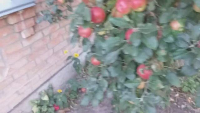 Яблоня сорт позднеосенний Новогоднее(Новорічне). Дегустация смотреть онлайн