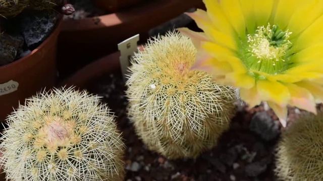 Echinocereus dasyacanthus DU37 смотреть онлайн