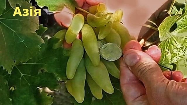 @Виноград ВЕЛИКА ЯГОДИ, більше 15 г Каталог садж Гергеля 2022 Ч 5 смотреть онлайн