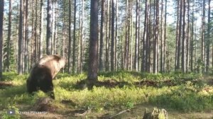 Слон Против Крокодила! Сумасшедшие Битвы Животных, Снятые на Камеру