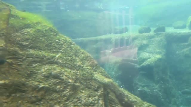 The MONTREAL BIODOME? A Must-Visit Destination for Nature Lovers in Montreal, QC смотреть онлайн