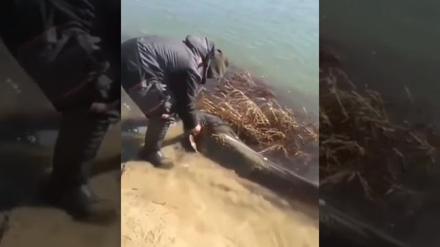 Самый большой Сом, Поймали сома и отпустили ! смотреть онлайн