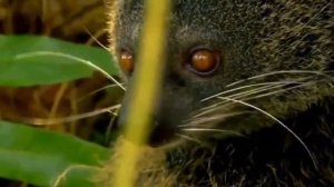 Бинтуронг -  кошачий медведь  мурлычет как кошка.