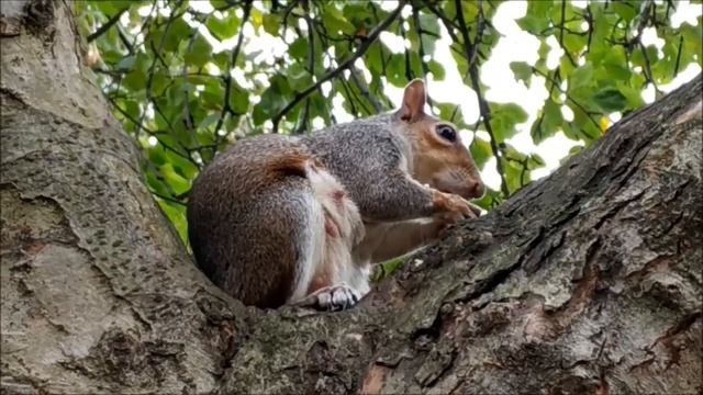 Путешествие по Англии . Лондон. Первые впечатления. смотреть онлайн