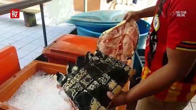 Crocodile meat for sale смотреть онлайн