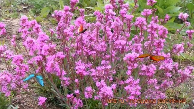 Смолевка альпийская (silene) ? альпийская смолевка обзор: как сажать, рассада смолевки смотреть онлайн