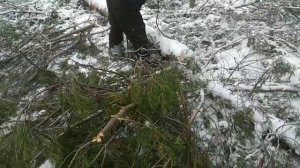 Трелёвка и  чекеровка крупной сосны на ТДТ 55
