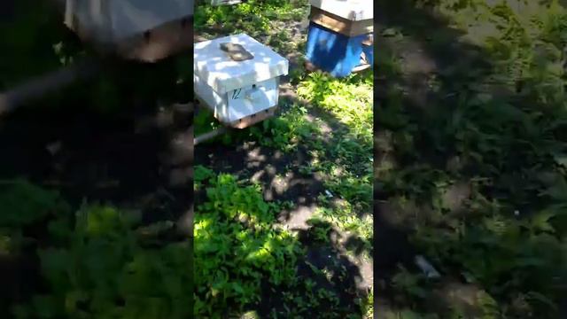 как прилетают рои смотреть онлайн