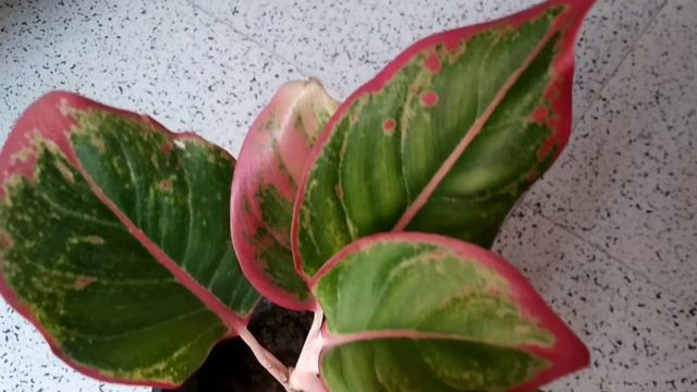 Aglonema plant growing & caring tips/Answers of most frequently asked queries on Aglaonema смотреть онлайн