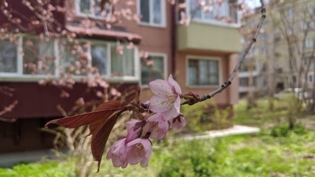 Южный Сахалин смотреть онлайн
