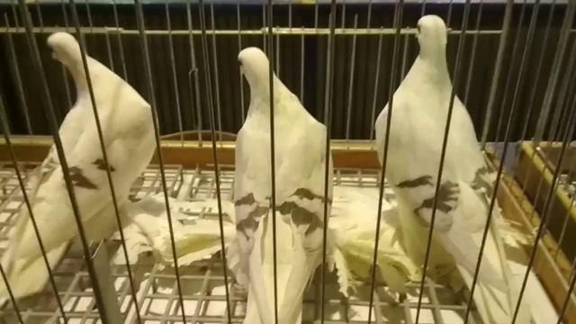 Старорусские чистые голуби смотреть онлайн