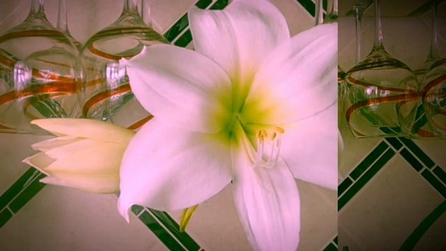 Амарилис в стиле джаза . Amaryllis Matterhorn. Time-laps. Орхи стоят в сторонке. ❤️? смотреть онлайн