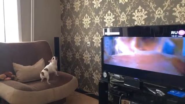 Собака на Лабутенах смотреть онлайн