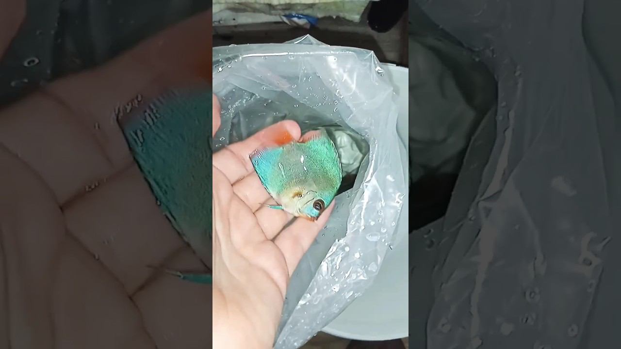 Голубые Алмазики в Краснодар смотреть онлайн