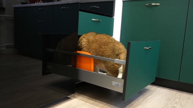 Обзор зелёной кухни в стиле модерн от пушистого клиента :)