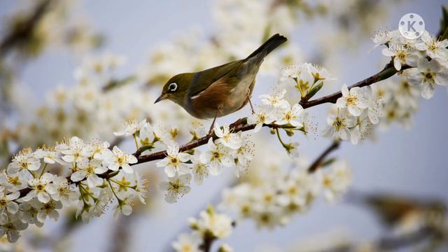 Очень теплая Нежная и Красивая Мелодия смотреть онлайн