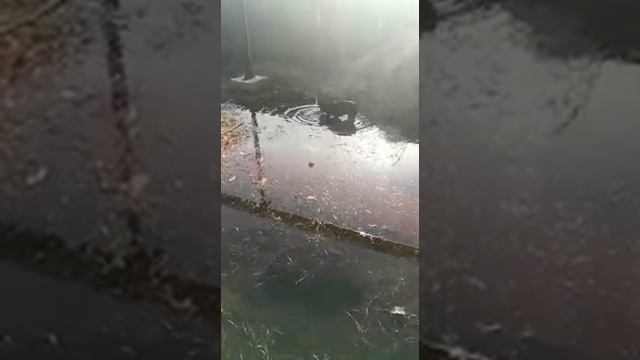 Французский бульдог в луже. смотреть онлайн
