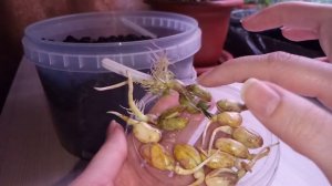 Прорастить арахис легко??