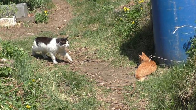 Знакомство с деревенским котом | Introduction To The Village Cat