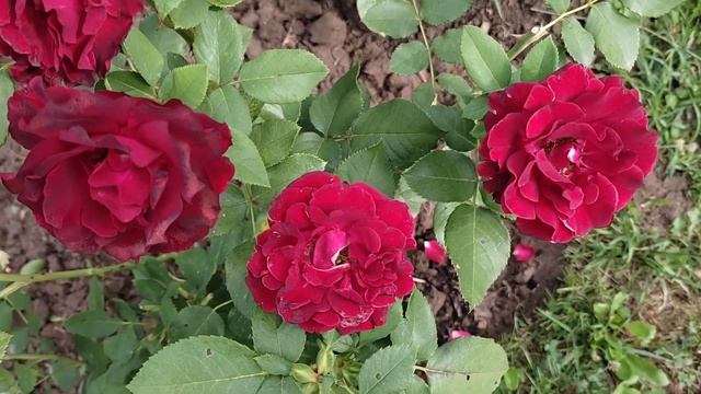 Роза сорта"Омаж а Барбара"(" Hommage a Barbara", Delbard) смотреть онлайн