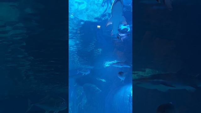гигантский тунец и акулы в океанариуме Бангкока Sea life ocean world смотреть онлайн