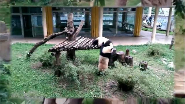 Игривые панды смотреть онлайн