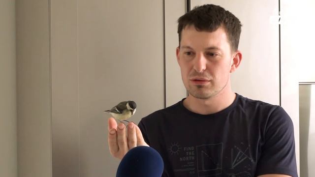Птенчик смотреть онлайн