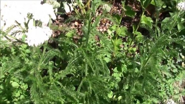 Yarrow Benefits and Uses