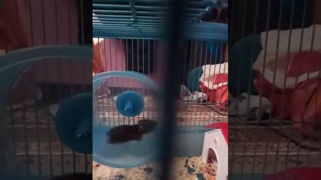 У моей хомячки Норки родились хомячки и уже подросли.Норка хочет сбежать,и грызет клетку! смотреть онлайн