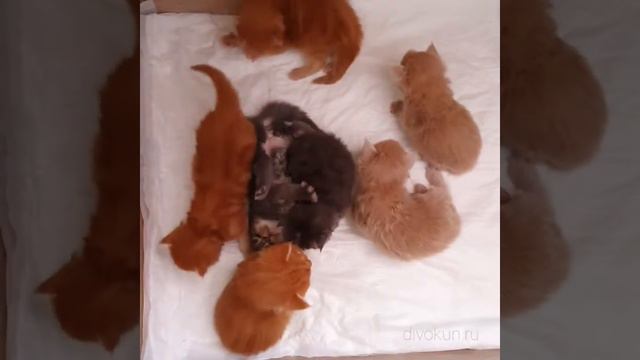 Котята Мейн-кун возраст 16 дней. Помёт Т смотреть онлайн