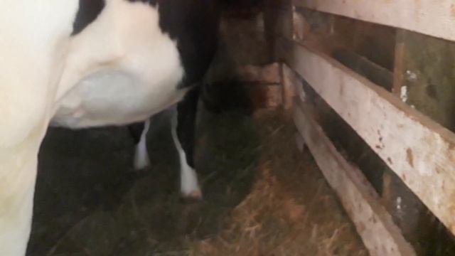 Стойла для наших коров! Как сделаны стойла для наших коров. Наш опыт в содержании коров. смотреть онлайн